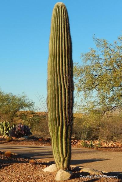tall saguaro
