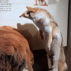 Head-Smashed-In-Buffalo Jump Interpretive Center: Young hunters dressed as predators would begin the buffalo stampede and start them charging in the direction of the Jump.