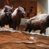 Head-Smashed-In-Buffalo Jump exhibit: Buffalo about to run over a cliff.