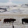 Cattle near Head-Smashed-In-Buffalo Jump