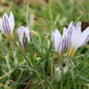 Crocuses coming up in Monticello's back lawn