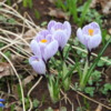 Crocuses coming up in Monticello's back lawn