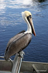 Everglades City. Pelican on an airboat