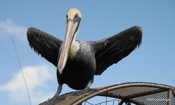 Everglades City. Pelican landing on an airboat