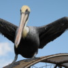 Everglades City.  Pelican landing on an airboat