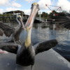 Everglades City. Hitch-hiking pelicans: Riding along with us into the channels of the Everglade's mangroves