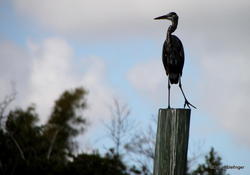 Everglades City. Heron