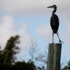 Everglades City. Heron