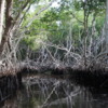 Everglades City.  Mangroves