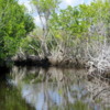 Everglades City.  Mangroves