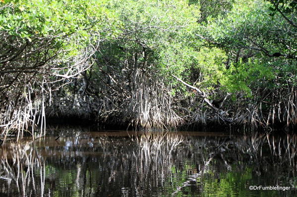 Everglades City. Mangroves