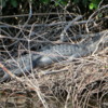 Alligator lying in the mangroves near Everglades City