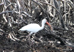 Ibis in the mangroves near Everglades City