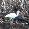 Ibis in the mangroves near Everglades City