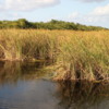 Everglades.  River of grass off the Tamiami Trail
