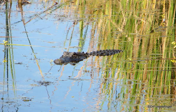 Everglades City. Alligator