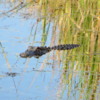 Everglades City.  Alligator