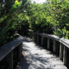 Everglades National Park, Shark Valley, Bobcat Trail