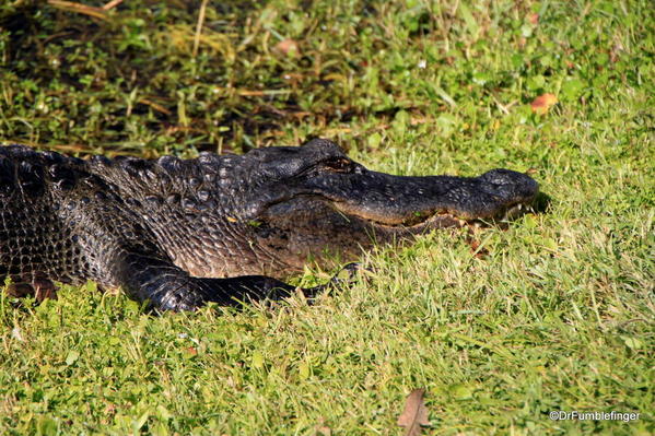Alligator, Bobcat Trail, Everglades National Park
