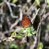 Butterfly, Everglades National Park