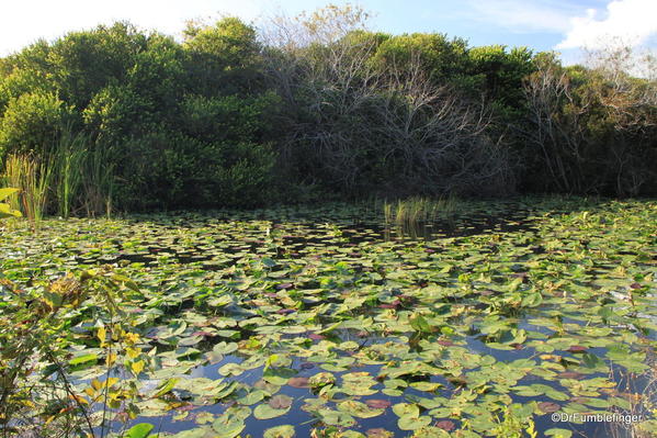 Everglades National Park. Pond by the Observation Tower