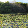 Everglades National Park.  Pond by the Observation Tower