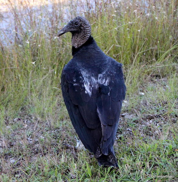 Black Vulture, Shark Valley, Everglades National Park