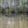 Alligator, Everglades National Park