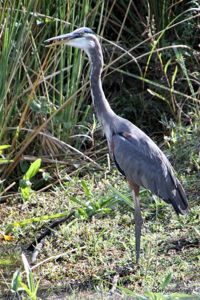 Great Blue Heron, Everglades National Park