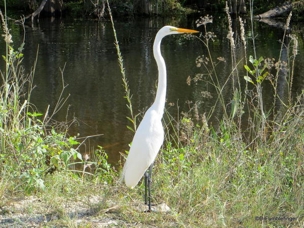Great Egret, Everglades National Park