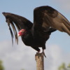 Red Headed Vulture, Everglades National Park