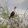 Cormorant, Everglades National Park