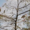 Ibis, Everglades National Park