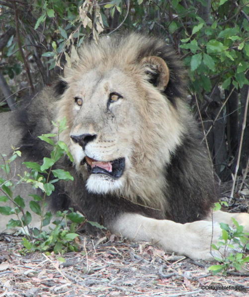 002 Botswana Lion 2