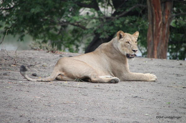 004 Botswana Lion 4