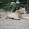 Lioness, Botswana: Just relaxing beside the road.  Maybe 3 meters from us