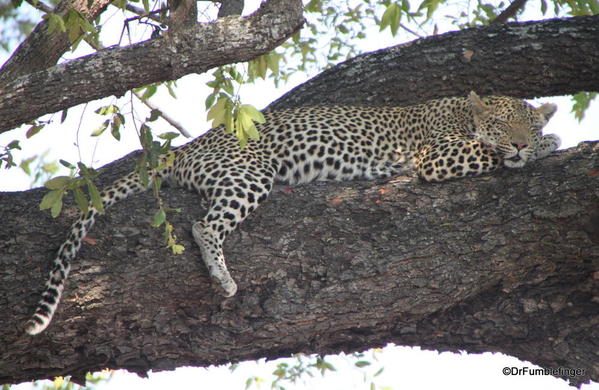005 Botswana leopard