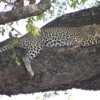 Leopard, Botswana: Sleeping in a tree.  I think she was the most beautiful animal I've ever seen in the wild