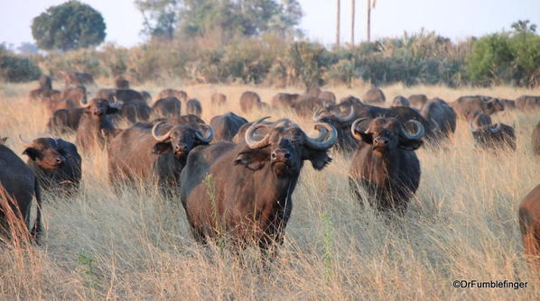 007 Botswana buffalo 1