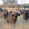 Buffalo, Botswana: We came across this herd of buffalo at dusk.  We were downwind of them and they were aware of us but could not smell us.  The strongest animals come to the front of the herd, forming a defensive ring.