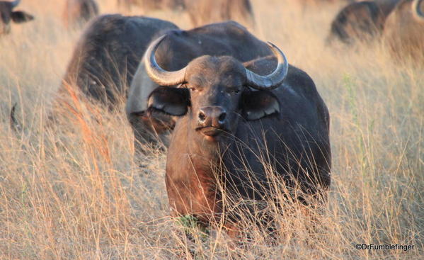 008 Botswana buffalo 2