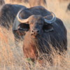 Buffalo, Botswana: This was the largest and strongest of the herd, who kept sniffing, trying to get our scent