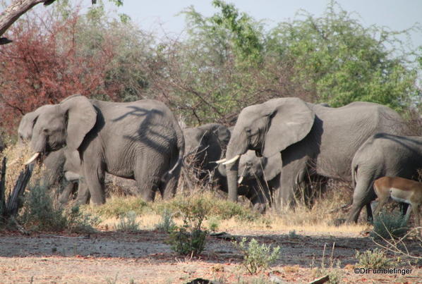 009 Botswana elephant 1