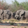 Elephant herd, Botswana: The elephant population is healthy in this country