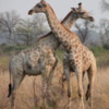 Juvenile giraffes, Botswana: Engaging in a neck slamming contest.  The looser has to leave the tower to go out on his own.