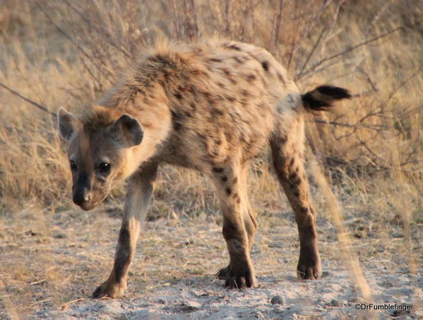 013 Botswana hyaena 2