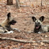 African Wild Dogs, Botswana: Among the rarest animals in the wild
