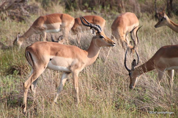 016 Botswana impala
