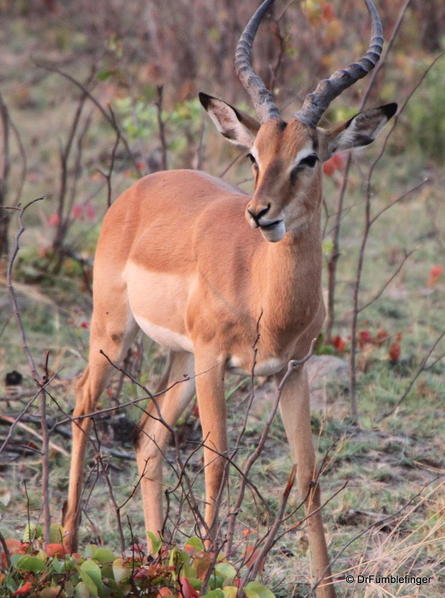 017 Botswana impala 2