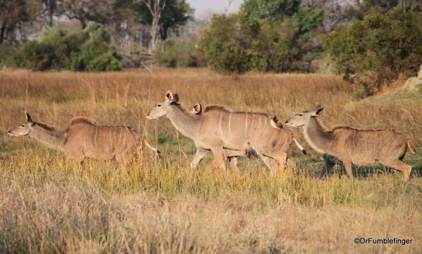 017 Botswana kudu